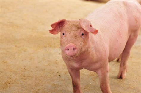 A female pig stock photo. Image of pigs, animal, pork - 4418258