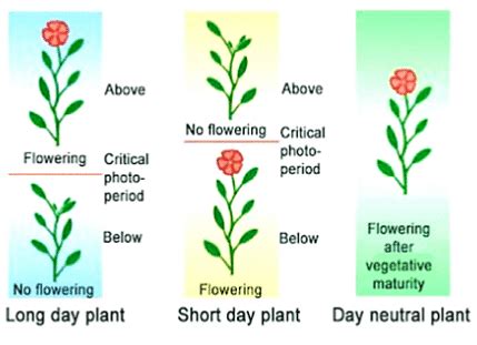 Photoperiodism: Definition, Types, Importance, Examples