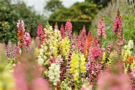 How to Grow and Care for Snapdragon Plants