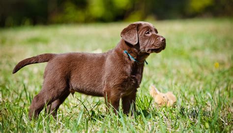 Chocolate Lab - Your Guide To The Chocolate Labrador Retriever