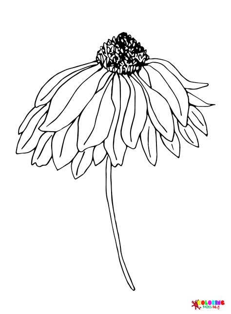 Daisy Coloring Pages Free Coloring Home - vrogue.co