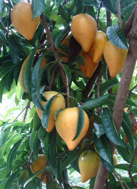 Exotic Asian fruit - Chesa IDEE CADEAU ☞ http://gabyfeeriefr.tumblr.com/archive ...