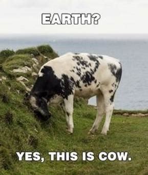 Best Cow Memes | Dairy Moos