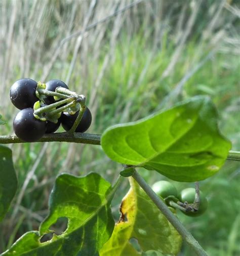 Discovering a new Wild Edible Berry: Solanum nigrum – Black Nightshade ...