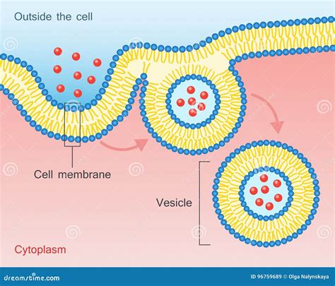 Pinocytosis