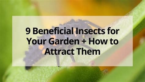 9 Beneficial Insects for Your Garden + How to Attract Them