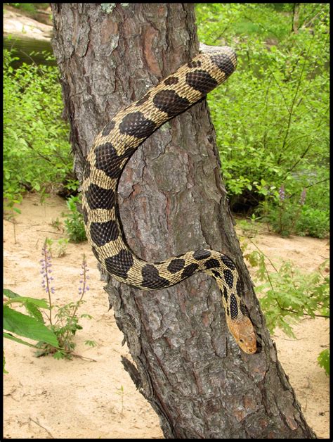 File:Western Fox Snake, Elaphe vulpina, in Eau Claire county, Wisconsin. 30 May 2011.jpg ...