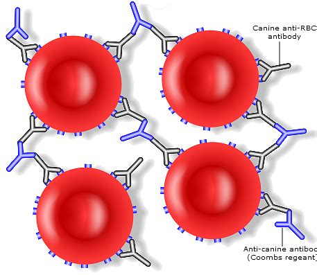 Agglutination – Second Chance AIHA Dogs