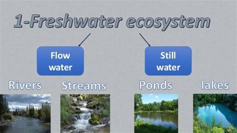 Water ecosystem