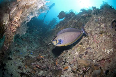 Diving in Lhaviyani Atoll | PADI