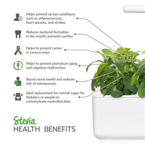 Stevia. Grow fresh food at home - Click & Grow