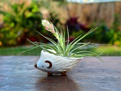 Blooming Air Plants in 2020 | Air plants, Air plant display, Tillandsia air plant