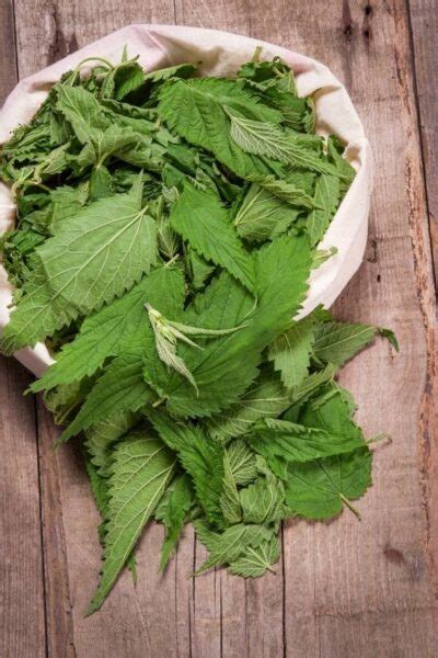 Stinging Nettle for Allergies: Benefits and Herbal Remedies - Becca Ink