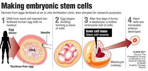 Human&Animal Anatomy and Physiology Diagrams: Making Embryonic stem ...