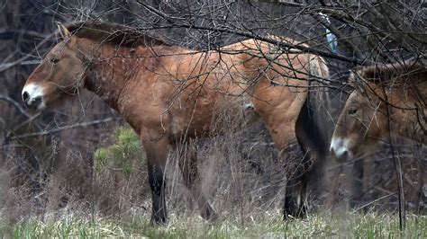 Wild horses flourish in Chernobyl years after explosion (RTE news Ireland) : r/chernobyl