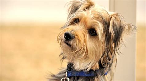 Yorkie Mixes: 20 Different Yorkshire Terrier Crossbreeds | Yorkie mix, Yorkie, Yorkie terrier mix