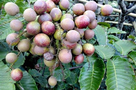 Matoa is a unique fruit of Papua. It can be eaten in its fresh state ...