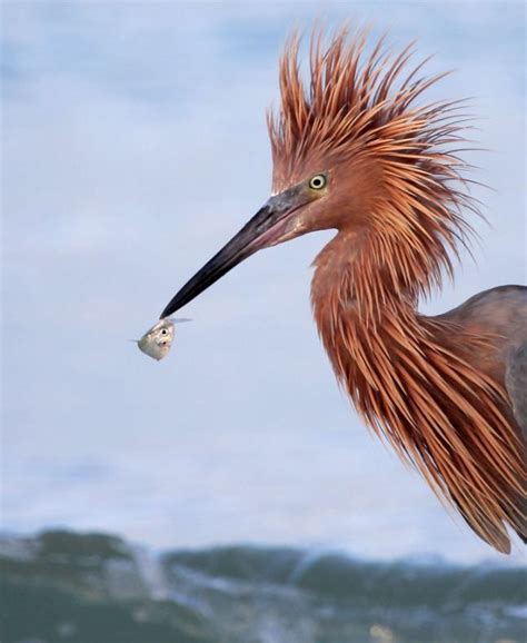 Big Red Our rarest heron Photography Tools, Photography Equipment, Pretty Birds, Beautiful Birds ...