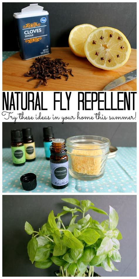 Try these natural fly repellent ideas for your home this summer! | Natural fly repellant, Fly ...