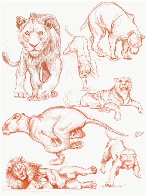 Lion Skizze in 2020 | Lion sketch, Animal sketches, Lion art