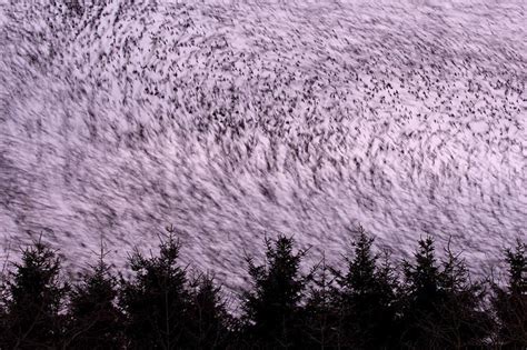 How to Photograph Flocks of Birds - Nature TTL