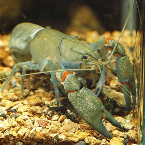 Species Profile - Yabby