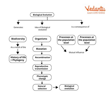 Evolution Concept Map | Learn Important Terms and Concepts