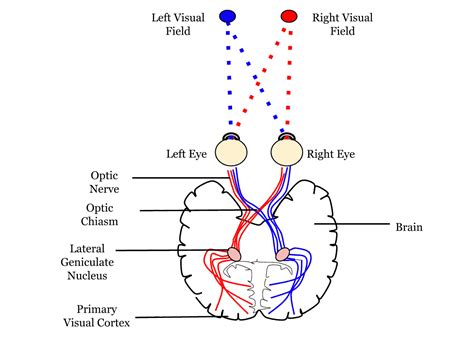 Neural Pathways | What Are They?, How, Types, Dysfunction