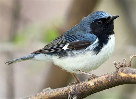 LMU Professor’s Analysis Finds Changes in Songbird Migration Patterns - Loyola Marymount ...