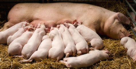 Lobby groups in New Zealand claim farrowing crates breach the law | Pig ...