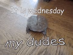 GIF of the Wednesday Frog | It Is Wednesday My Dudes | Know Your Meme