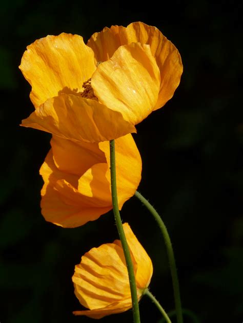 Yellow Flowers in Shallow Photography · Free Stock Photo