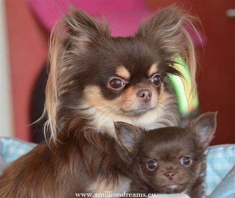 Chihuahua puppies, Cute baby animals, Chihuahua dogs