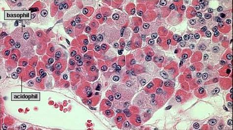 Histology of the Adenohypophysis