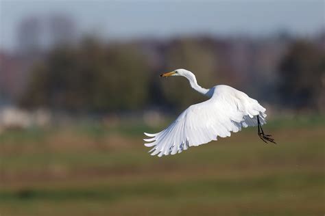 A white bird flying photo – Free Bird Image on Unsplash