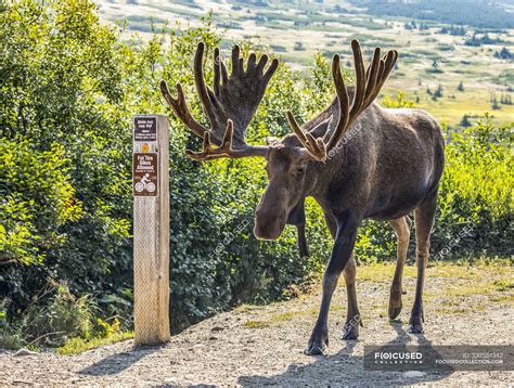 Bull Moose with antlers in velvet at wild nature — fascinating, animal ...