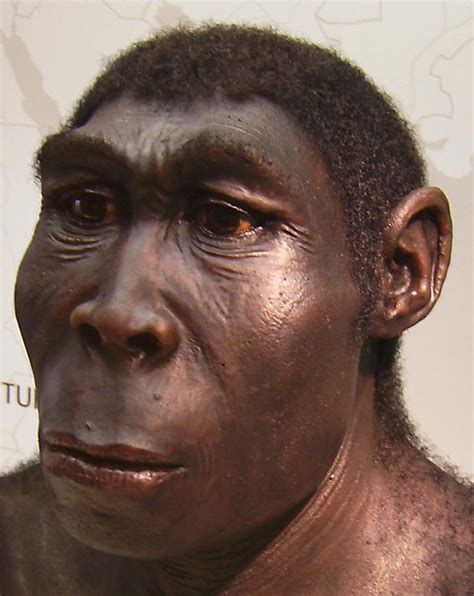 Origin of Clothing of Early Hominids: Who Invented & Why Wear?