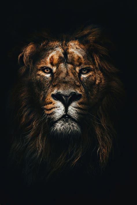 Black Lion HD Wallpapers - Top Free Black Lion HD Backgrounds - WallpaperAccess