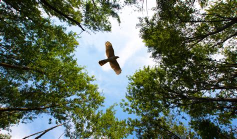 Scientists Use Stuffed Dead Birds In The Next Evolution Of Spy Drones