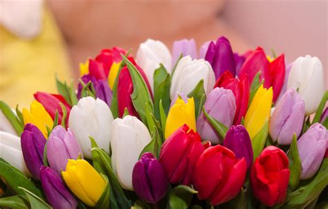 Wallpaper flowers, bouquet, colorful, tulips, flowers, tulips, spring, multicolored images for ...