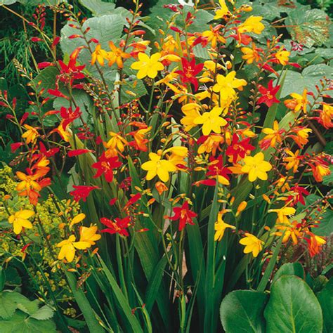 Crocosmia Mix Bulbs from K. van Bourgondien