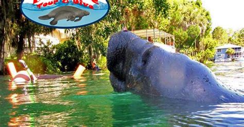 Manatee Tour & Dive | Discover Crystal River