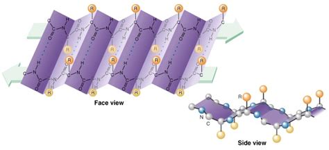 Secondary Protein Structure Beta Pleated Sheet