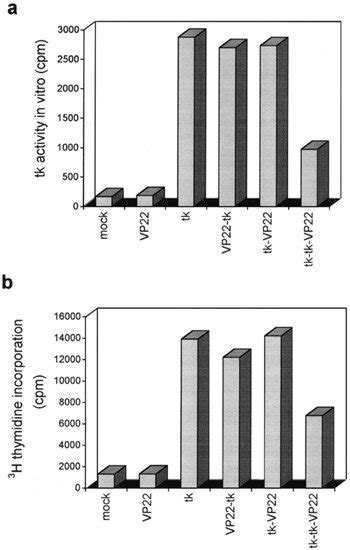 Thymidine kinase activity. (a) Thymidine kinase assay. Monolayers of ...