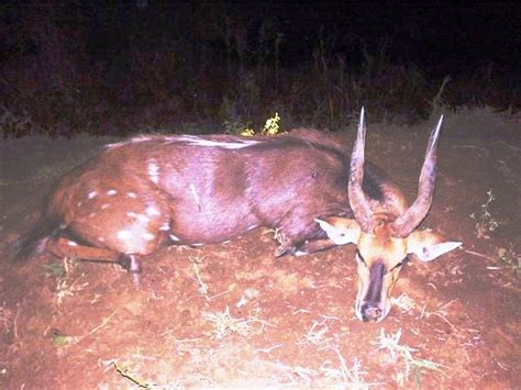 Bushbuck - Shaun Keeny African Hunting Safaris