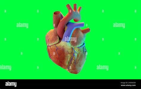 human heart. realistic image isolated, Correct anatomical heart with venous system, 3d render ...