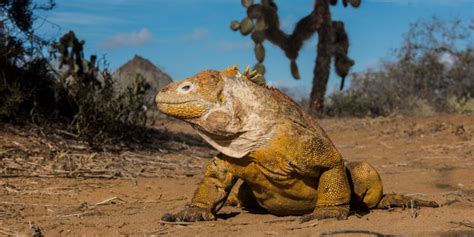 Land Iguana | Go Galapagos