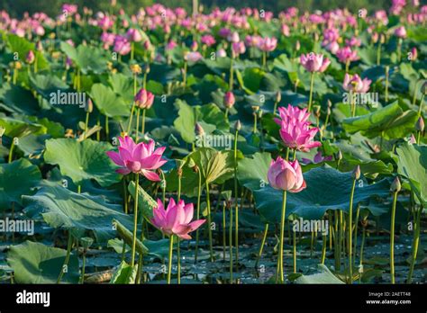 Beautiful scenery of blooming pink lotus flower plants on water Stock Photo - Alamy