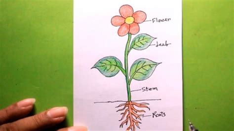 Plant Drawing Easy : How to draw a succulent plant 1 (easy step by step ...