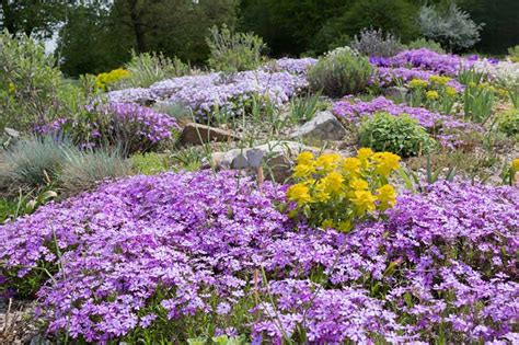 15 of the Best Flowering Ground Covers | Gardener’s Path